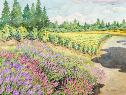 Vineyard landscape watercolor painting of Domaine Drouhin, Oregon